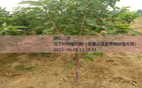 樱桃树苗的种植方法