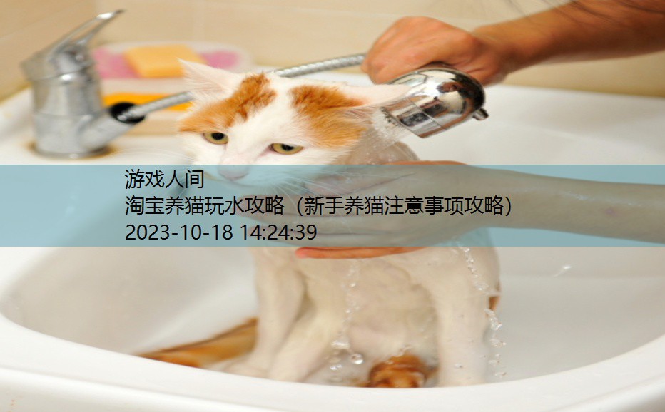 养猫技巧