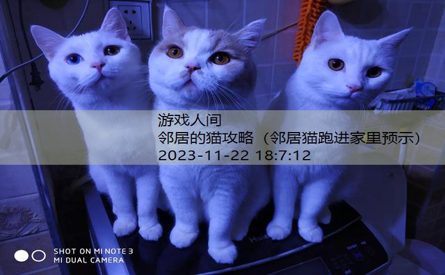 猫咪把人当妈妈的表现