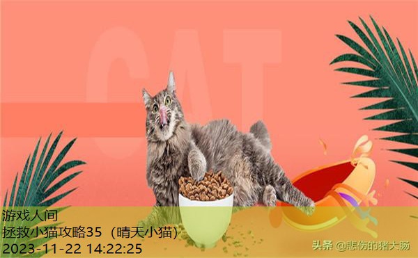 小猫不吃猫粮怎么办