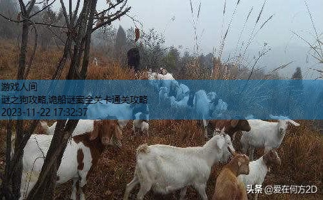 迷路的饲丸怎么过