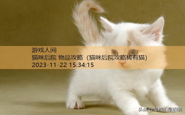 猫咪后院所有猫介绍