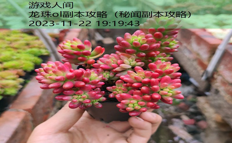 龙珠ol细菌副本在哪里