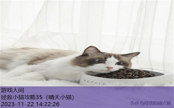 小猫不吃猫粮怎么办