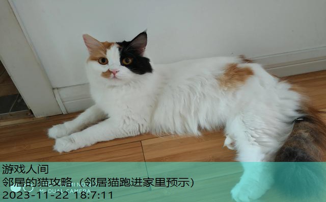 猫咪把人当妈妈的表现