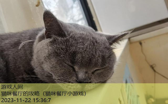 猫小院猫主题餐厅怎么样