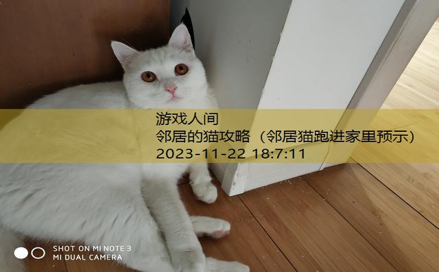 猫咪把人当妈妈的表现