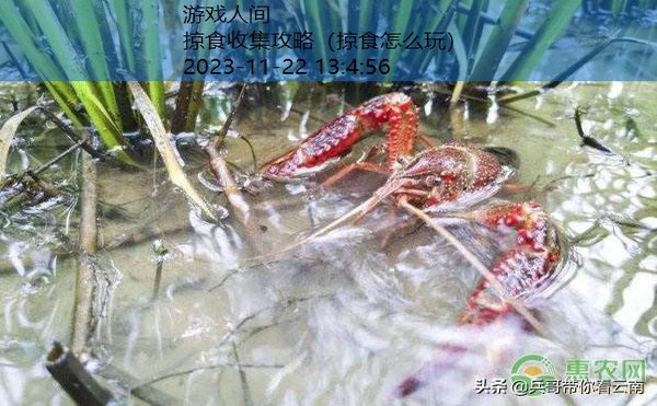 掠食流程