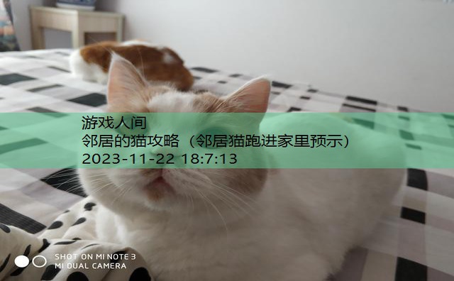 猫咪把人当妈妈的表现