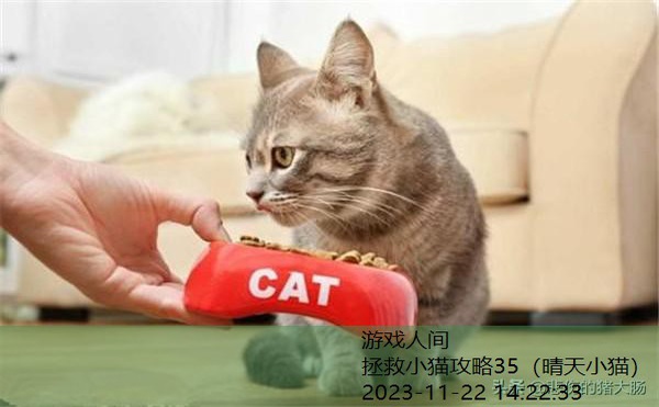 小猫不吃猫粮怎么办