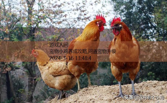 怎么养好小鸡