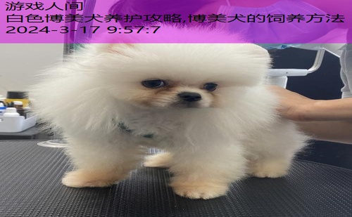 博美犬的饲养方法