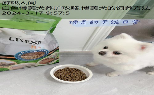 博美犬的饲养方法