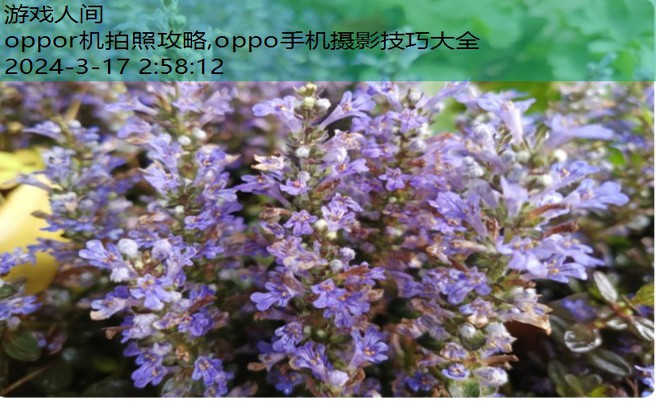 oppo手机摄影技巧大全