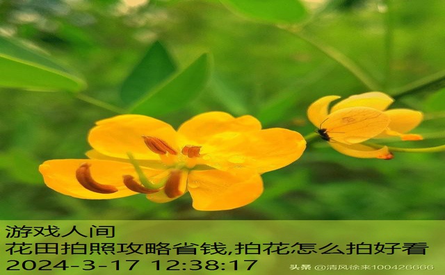 拍花怎么拍好看