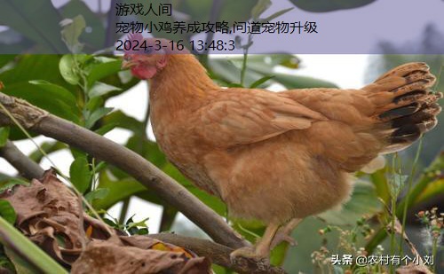 怎么养好小鸡