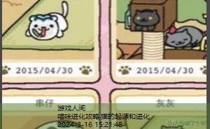 猫咪后院攻略稀有猫