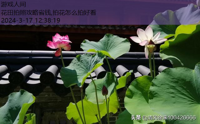 拍花怎么拍好看